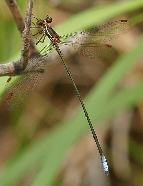 Chlorolestes umbratus